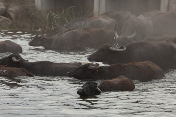 water buffalo swimming