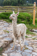 Obraz premium Cute baby alpaca in Cusco (Peru)