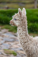 Fototapeta premium Cute baby alpaca in Cusco (Peru)