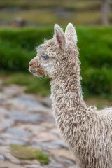 Fotobehang Cute baby alpaca in Cusco (Peru) © Юлия Серова