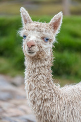 Cute baby alpaca in Cusco (Peru)