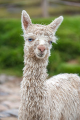 Cute baby alpaca in Cusco (Peru)