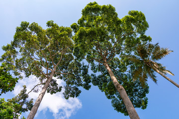 Forest growth trees,nature green trees rainforest for background and design