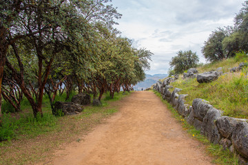 Соса bushes in Sacsayhuaman in Peru