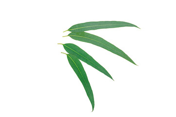 Eucalyptus Tropical leaves isolated on white background.