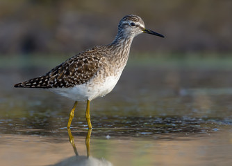 Wood sandpiper posing in green water with great light