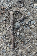 Buchstabe P - aus Wurzeln gebildet 