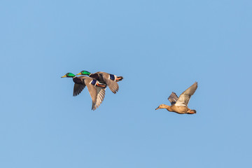 three mallard ducks (anas platyrhynchos) in flight in blue sky © Pascal Halder