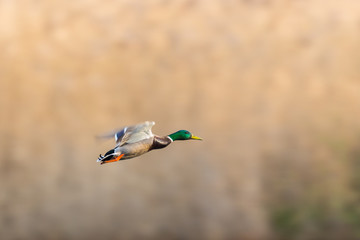 Obraz premium mallard duck (anas platyrhynchos) flying in front of reed