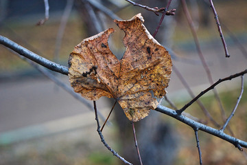 A dry leaf caught on a branch