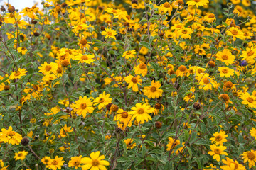 Heliopsis flowers in Sacsayhuaman (Peru)