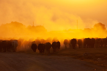 herd of cows on a road in a village at sunrise