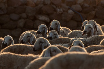 Obraz premium flock of sheep at sunrise