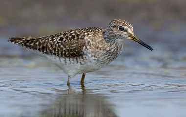 Wood sandpiper close distance big portrait shot in water pond 