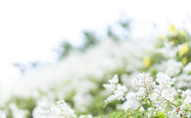 close-up view of white blossom with blur white flower on background