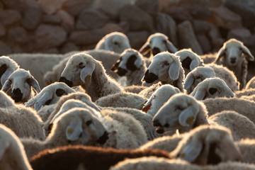 Fototapeta premium flock of sheep at sunrise