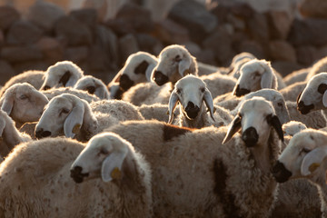 Fototapeta premium flock of sheep at sunrise