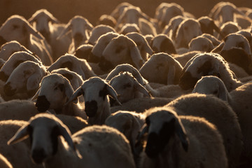 flock of sheep at sunrise