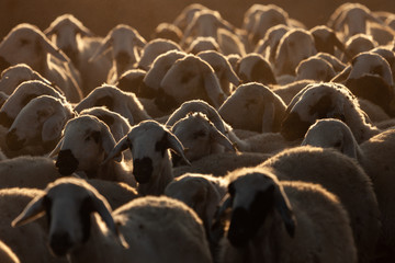 Obraz premium flock of sheep at sunrise