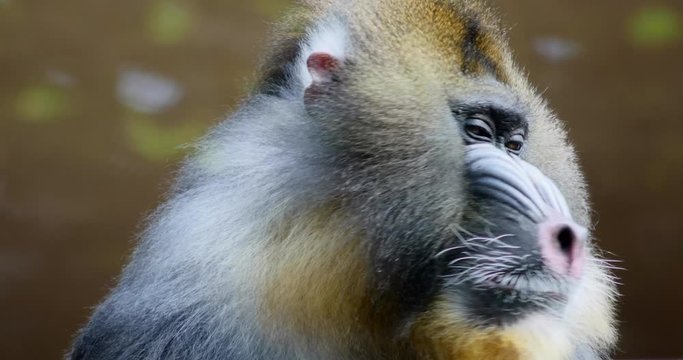 Closeup Of Male Mandrill Monkey
