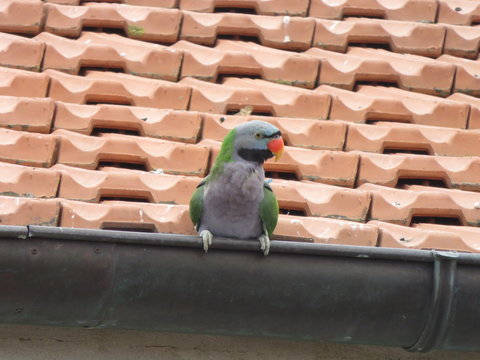 Pappagallo