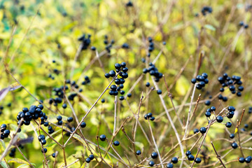 Beautiful black berries on a bush against a blurred autumn background. Ornamental hedge in the fall. Ligustrum Vulgare - common privet - poisonous plant.
