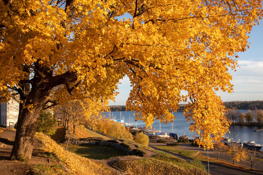 yellow maple tree autumn foliage in city park, Lappeenranta Finland
