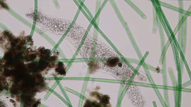 Amoebae move and feed by using pseudopods, which are bulges of cytoplasm formed by the coordinated action of actin microfilaments pushing out the plasma membrane that surrounds the cell.