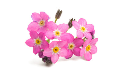 pink forget-me-nots isolated