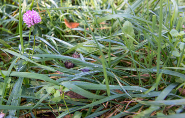 A water drop scene on grass in fall. 