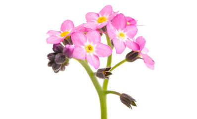 pink forget-me-nots isolated