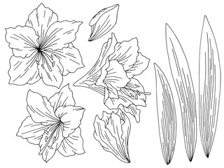 Amaryllis lily flower graphic black white isolated sketch set illustration vector