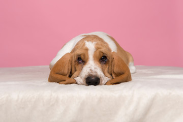Cute basset hound puppy lying down and looking at the camera on a pink background