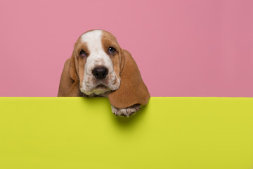 Cute basset hound puppy hanging over a lime green border on a pink background with space for copy