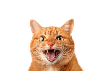 Crazy ginger cat crying meowing isolated on white background