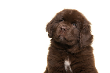 Portrait of a cute brown Newfoundland dog puppy on a white background