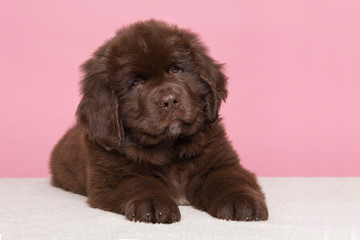 Cute brown Newfoundland dog puppy looking at the camera lying down on a pink background