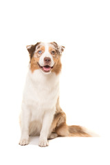 Pretty sitting australian shepherd dog looking at the camera isolated on a white background