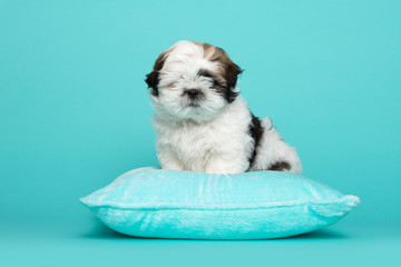 Shih tzu puppy sitting on a blue cushion on a blue background