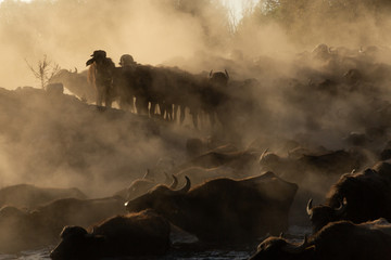 Fototapeta premium water buffalo crossing a pond at sunset