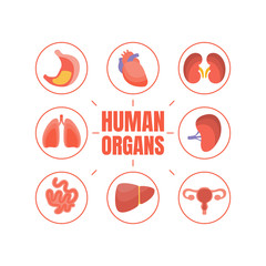 Human Organs Banner Template with Internal Organs, Healthcare and Medical Vector Illustration