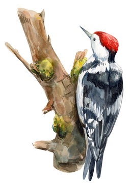 recommend clip art: woodpecker on an isolated white background, watercolor illustration, forest clipart