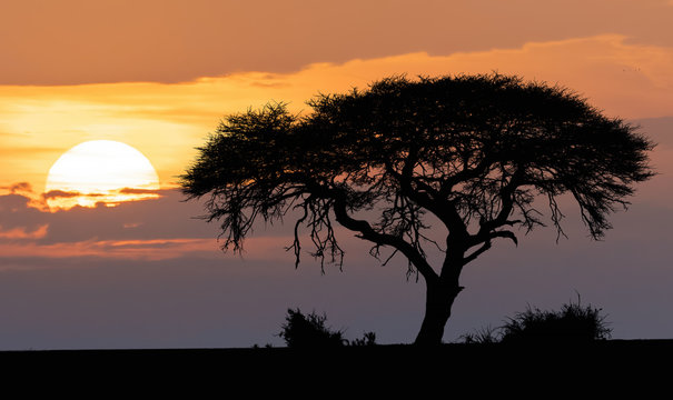 African sunset over acacia tree