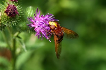 Close up of Volucella pelluceus on wild thistle, Danubian wetland, Slovakia, Europe