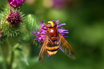 Close up of Volucella pelluceus on wild thistle, Danubian wetland, Slovakia, Europe