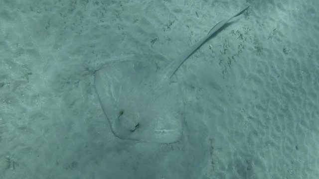 Stingray hunts on the sandy bottom on blue water background. Сowtail Weralli Stingray (Pastinachus sephen) Top view, Camera rotation, Underwater shot, Red Sea, Egypt