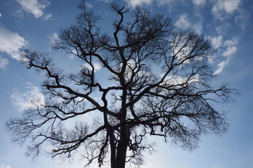 Obraz premium OLYMPUS DIGITAL CAMERA