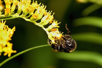 Close up of wild bee in natural environment, Danubian wetland, Slovakia, Europe