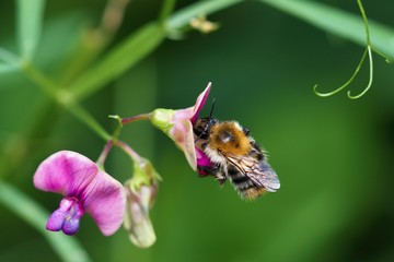 Close up of bee on wild flower, Slovakia forest, Europe