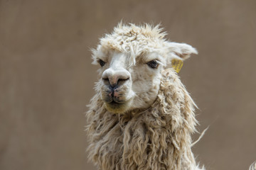 Cute alpaca is walking in Ollantaytambo (Peru)